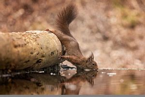 Eekhoorn neemt een slokje water