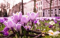 Crocuses on the Lange Voorhout, The Hague. by Wouter Kouwenberg thumbnail