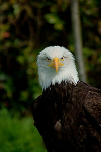 Amerikanischer Weißkopfseeadler
