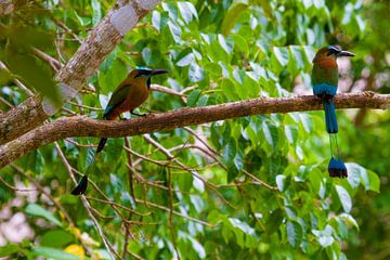 Motmot's van Jeroen Meeuwsen