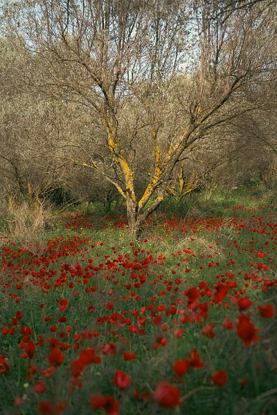 Poppies by Harry Cathunter