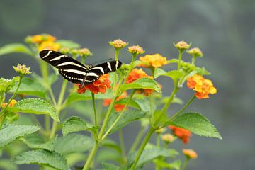Falscher Monarchfalter auf orangefarbenen Blüten von Mel van Schayk