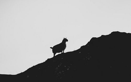 De schapen van de Schotse Hooglanden. Silhouetten Panorama