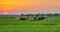 Zonsondergang met koeien in de polder