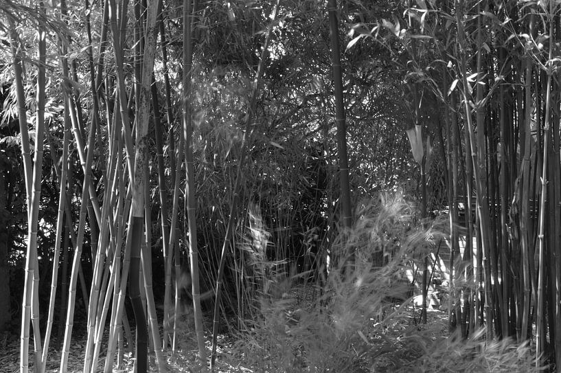 Botanisch 5 von True Color Stories