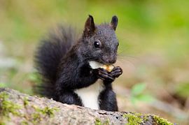 Eichhörnchen von Alena Holtz