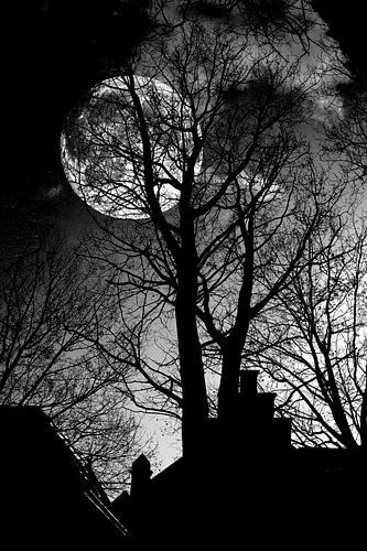 Mondschein durch die Bäume