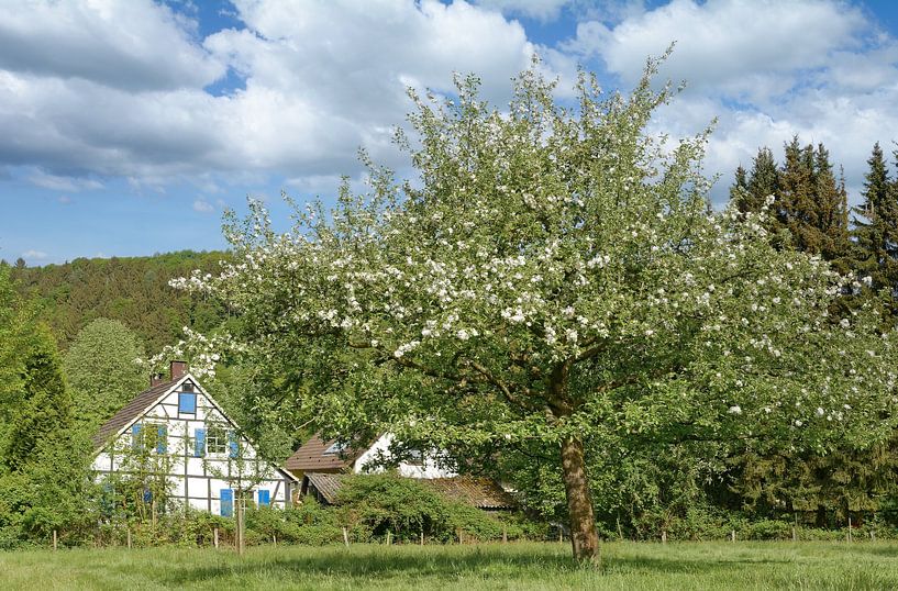 Spring in the Bergisches Land near Solingen by Peter Eckert