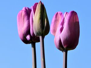 Lila Tulpen in einer Reihe