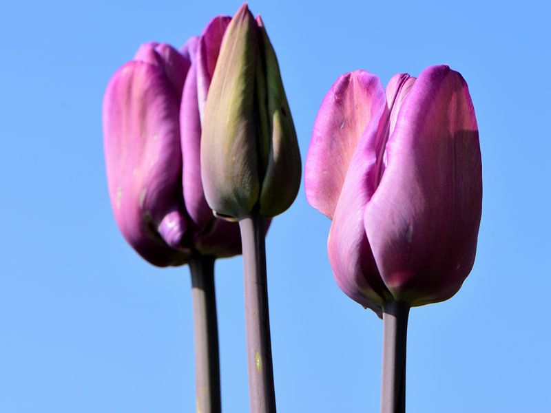 Paarse tulpen op een rijtje van Gerard de Zwaan