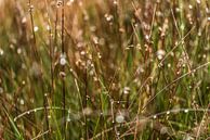 Regendruppels in het hoge gras van Dieuwertje Hurkmans thumbnail