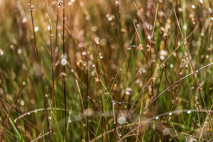 Gouttes de pluie dans l'herbe haute par Dieuwertje Hurkmans