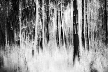 Enchanted winter forest in black and white