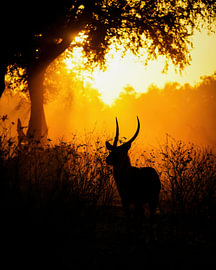 Waterbuck in the morning light by Tom Zwerver