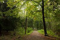 Pad door bos bij Nieuw Amelisweerd