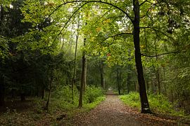 Pad door bos bij Nieuw Amelisweerd von Marijke van Eijkeren