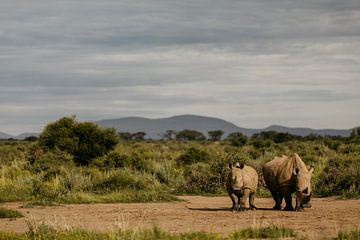 Mother and child - white rhinos in the wild by Leen Van de Sande