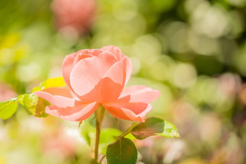 Pink Rose by Jeroen Mikkers