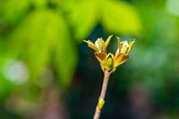 Eine Knospe von einem Ahornbaum mit verschwommenem Hintergrund