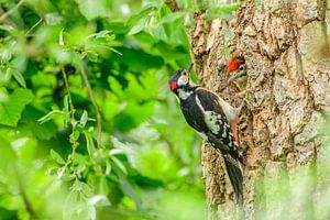 Great Spotted Woodpecker feeding a chick in its hole in a tree