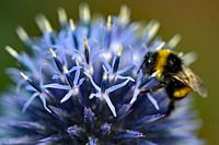 Hummel auf Kugeldistel