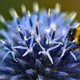 Bumble bee on ball thistle by Vrije Vlinder Fotografie