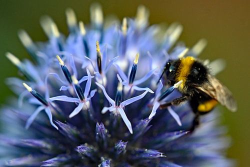 Sfeervolle macrofoto hommel op kogeldistel