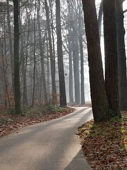 Schönes Licht fallen auf der Straße in den Wald