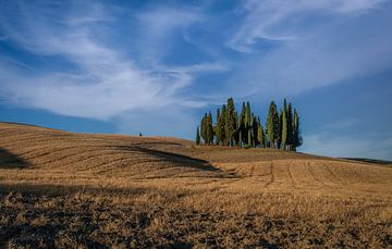 Cipressen in Toscane van Mario Calma