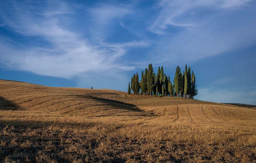Cipressen in Toscane van Mario Calma