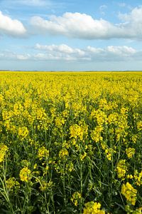 Champs de colza dans l'est de la province de Groningue