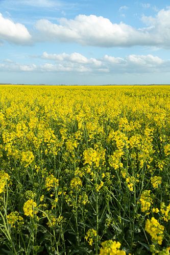 Koolzaadvelden in Oost Groningen