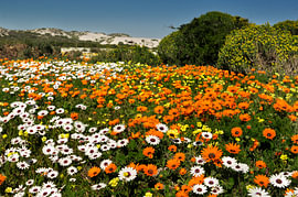 Field of Spanish daisies