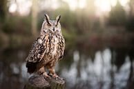 Owl on the waterfront by Aisa Joosten thumbnail