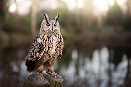 Hibou sur le front de mer sur Aisa Joosten