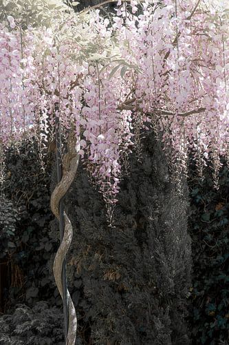Lente met de Wisteria.