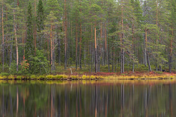 automne finlandais