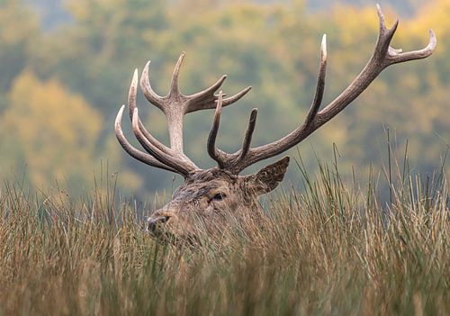 Kop van Edelhert tussen het gras