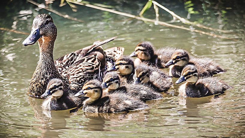Achtling by Fotografie Jeronimo