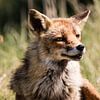 Vos in de Amsterdamse Waterleidingduinen sur Marie-Christine Alsemgeest-Zuiderent