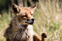 Vos in de Amsterdamse Waterleidingduinen