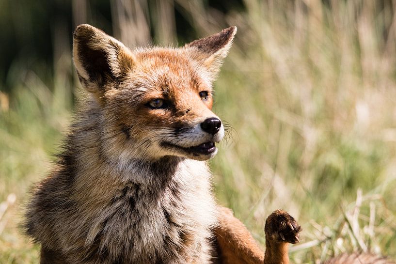 Vos in de Amsterdamse Waterleidingduinen von Marie-Christine Alsemgeest-Zuiderent