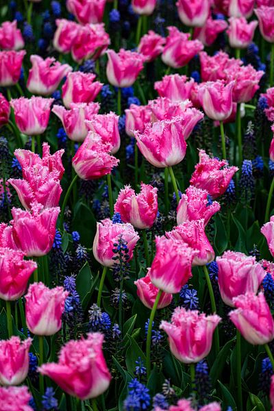 pink tulip field and blue flowers by Saskia S