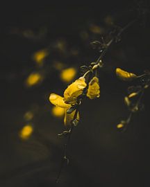 Yellow in the Silence by The Utregter Photoraphy