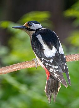 Great Spotted Woodpecker