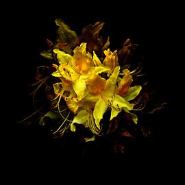 W Flowers Yellow by Evgeniya Wesseling