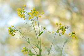 Petite aurore sur une plante de colza sur Moetwil en van Dijk - Fotografie landschappen - natuur