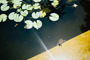 Schildkröte im Teich von Patrycja Polechonska