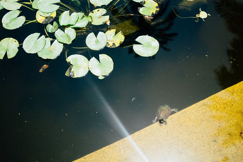 Turtle in Pond by Patrycja Polechonska