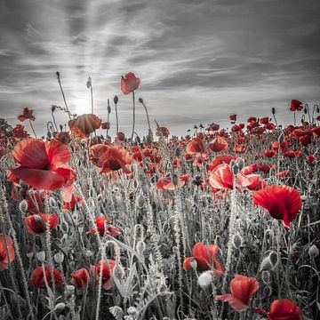 Magnifique coucher de soleil dans un champ de coquelicots | colorkey sur Melanie Viola